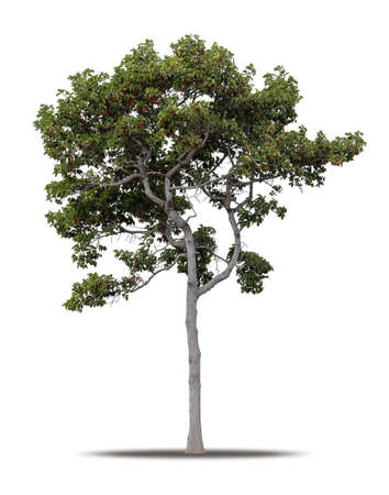Tree isolated on white background realistic with shadow in high quality clipping mask, tropical tree used for advertising design and graphic decorationの写真素材