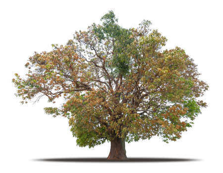 Tree isolated on white background with clipping path, Ready to use in your designの写真素材