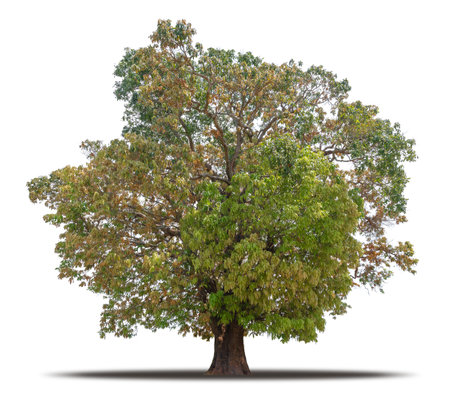 Tree isolated on white background with clipping path, Ready to use in your designの写真素材