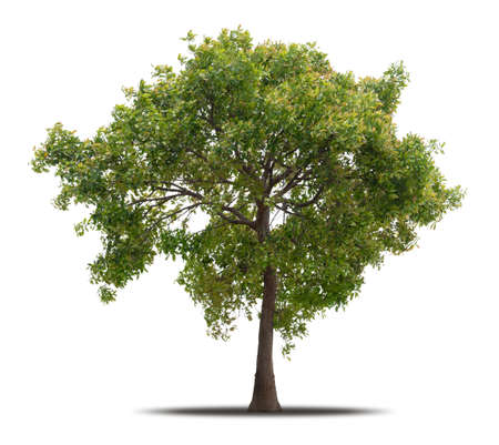 Tree isolated on white background with clipping path, Ready to use in your designの写真素材