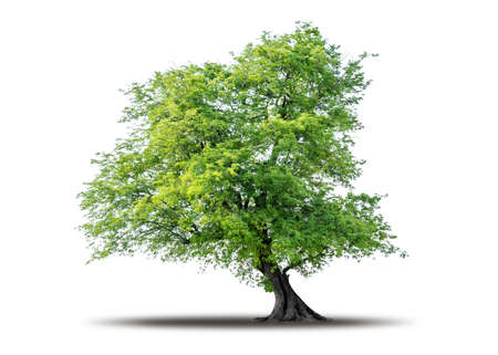 Tree isolated on white background with clipping path, Realistic with shadow environment, Tropical tree cut out high quality for advertising design and graphic decoration, Nature element single objectの写真素材