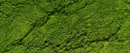 Green moss on old cracked surface background. Wall densely overgrown with 3d render microplants....