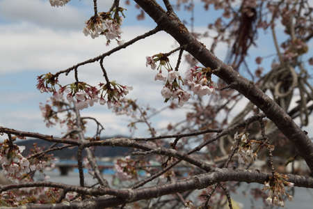 earthquake, tsunami, japan, 311のeditorial素材