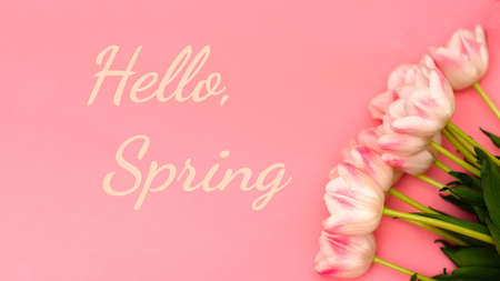 Text Hello Spring next to a beautiful bouquet of delicate pink tulips on a pink background. There may be your text.の写真素材