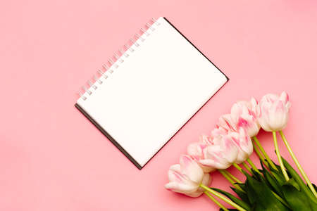 A beautiful bouquet of delicate pink tulips lies on a pink background with a place for your text on a white backgroundの写真素材