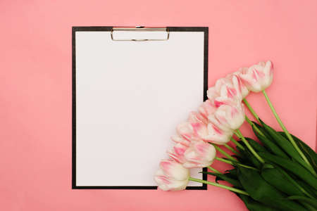 A beautiful bouquet of delicate pink tulips lies on a pink background with a place for your text on a white backgroundの写真素材