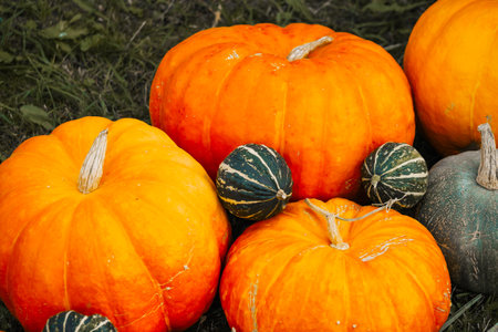 Autumn decor. Farm pumpkins, squash on the background of autumn grassの写真素材