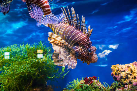 lionfish swimming in a large bright aquarium among the reefsの写真素材
