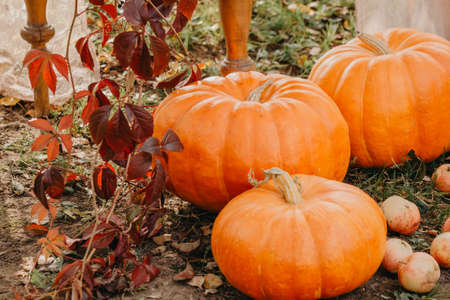 Autumn decor. Pumpkins, squash, pumpkins on the background of autumn grassの写真素材