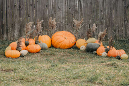 Autumn decor. Pumpkins and squash at the gray wooden fenceの写真素材