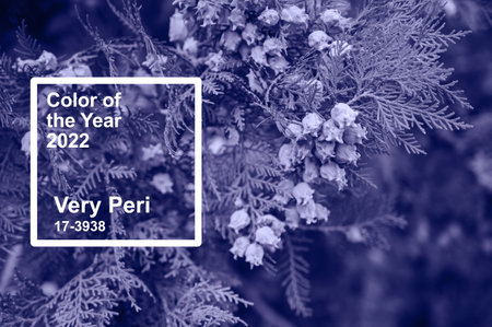 Pantone color of 2022 is Very Peri. Natural plant backgroundの写真素材