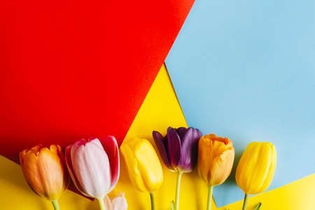 tulips on a red -blue-yellow background. the view from the top. with space for textの写真素材