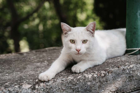 A white street cat lying on a concrete slab. Gurzuf catsの写真素材