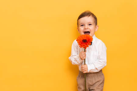 A boy in a white shirt, trousers and bow tie on a yellow background holds a gerbera flower in his hands. A gift for my mother, grandmother. With space for your text.の写真素材