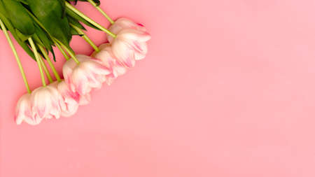 A beautiful bouquet of delicate pink tulips on a pink background with space for your textの写真素材