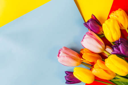 tulips on a red -blue-yellow background. the view from the top. with space for textの写真素材