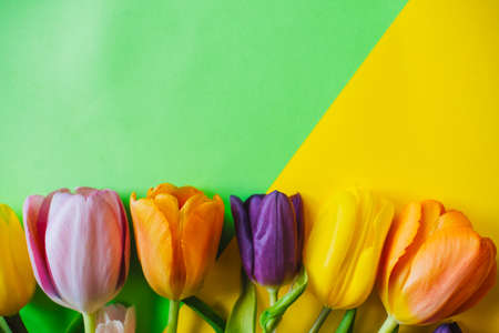 beautiful tulips on a multicolored background. the view from the top. with space for text