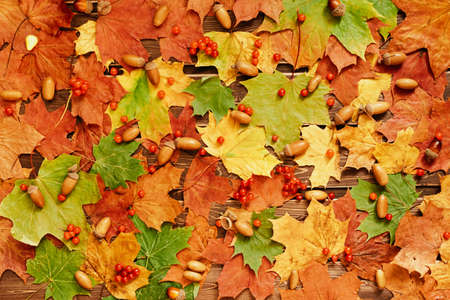 Red and orange background of autumn maple leaves and acorns. top view. a place for your text.の写真素材
