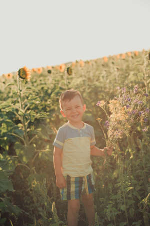 Cute little laughing boy in a field of sunflowers holding a huge bouquet of flowers on a sunny summer evening.の写真素材