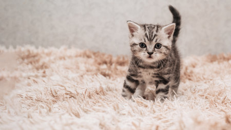 A picture of a small striped kitten playing funny and fooling around on a soft blanket.