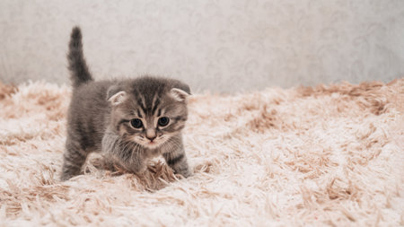 A picture of a small striped kitten playing funny and fooling around on a soft blanket.