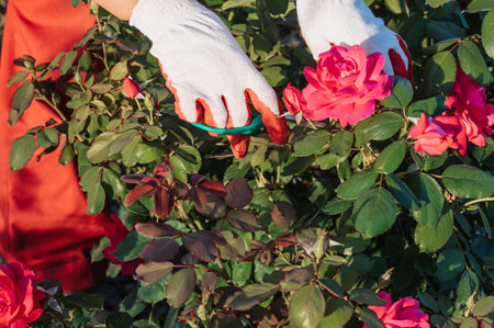 A cute female gardener is pruning plants in her garden. close-up of hands with pruning shears...