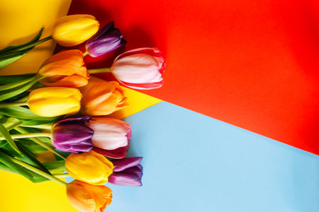 Colorful tulips on a colorful background. Top view with a copy of the spaceの写真素材