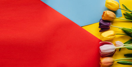 tulips on a red and blue background. the view from the top. with space for textの写真素材