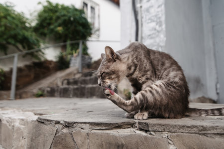 A spotted street cat licking its hind paw.Gurzuf catsの写真素材