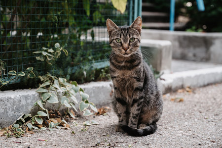 A spotted street cat walking along the street near the fence. Gurzuf cats.の写真素材