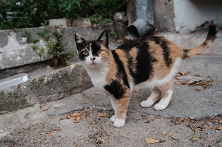 A spotted street cat walking along the street near the fence. Gurzuf cats.の写真素材