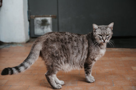 A spotted street cat sitting at the entrance door. Gurzuf catsの写真素材