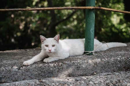 A white street cat lying on a concrete slab. Gurzuf catsの写真素材