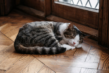 A spotted street cat lying on a wooden floor. Gurzuf catsの写真素材