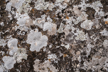 Scale and scaly lichen growing on rocks as a natural background. Pattern and texture.の写真素材