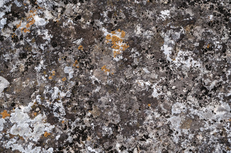 Scale and scaly lichen growing on rocks as a natural background. Pattern and texture.の写真素材
