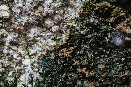 Scale and scaly lichen growing on rocks as a natural background. Pattern and texture.の写真素材