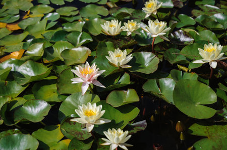 A white blooming water lily in a pond. Close-upの写真素材