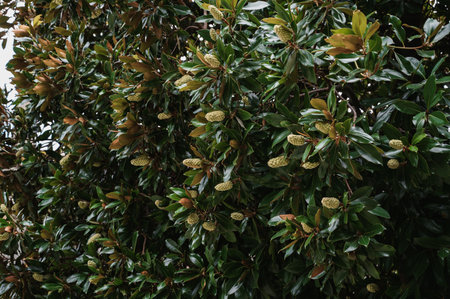 Branches of the magnolia grandiflora tree with fruits on the sky background, selective focus.の写真素材