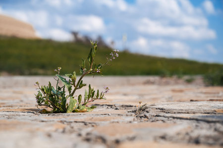 The sprout breaks through the tile close upの写真素材