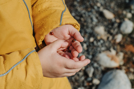 ladybug on a palm of the child, With a love of nature, care of insectsの写真素材