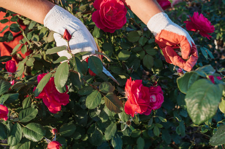 A cute female gardener is pruning plants in her garden. close-up of hands with pruning shears...