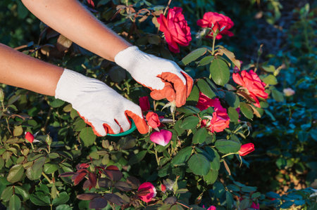 A cute female gardener is pruning plants in her garden. close-up of hands with pruning shears pruning roses. Preventive annual treatment.の写真素材