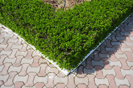 Hedge of Privet Bushes in natural lightの写真素材