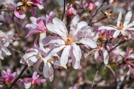 Close-up of pink and white magnolia flowers blooming in a spring park.の写真素材