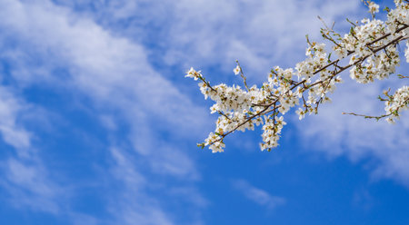 A branch of a spring flowering tree on a blue sky backgroundの写真素材