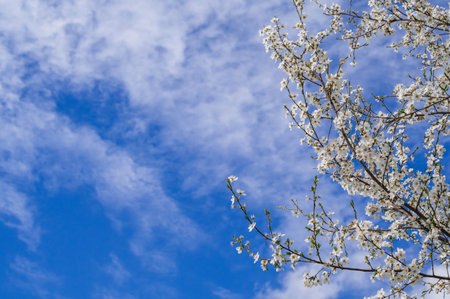 Branches of a spring flowering tree in full bloom against a blue sky backgroundの写真素材