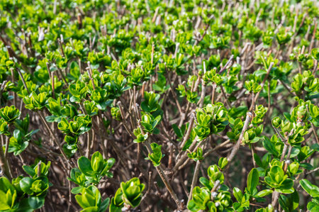 Spring Sprouts of a privet Bush in natural light close-upの写真素材