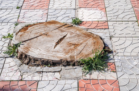 Tree stump growing between paving slabsの写真素材