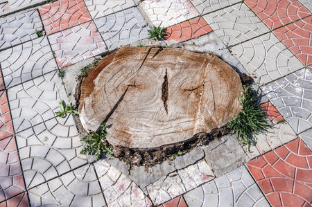 Tree stump growing between paving slabsの写真素材
